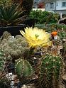 Echinocereus subinermis_3